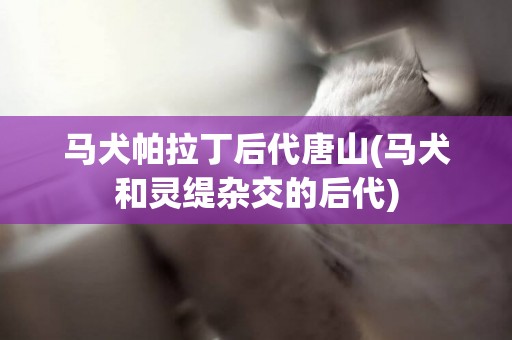 馬犬帕拉丁后代唐山(馬犬和靈緹雜交的后代)