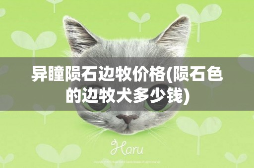 異瞳隕石邊牧價格(隕石色的邊牧犬多少錢)