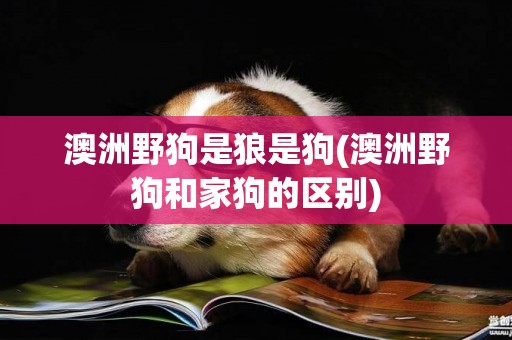 澳洲野狗是狼是狗(澳洲野狗和家狗的區別)