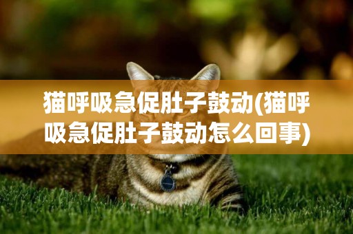 貓呼吸急促肚子鼓動(貓呼吸急促肚子鼓動怎么回事)
