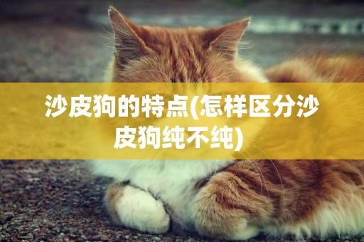 沙皮狗的特點(怎樣區分沙皮狗純不純) 