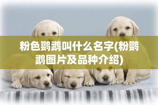 粉色鸚鵡叫什么名字(粉鸚鵡圖片及品種介紹)