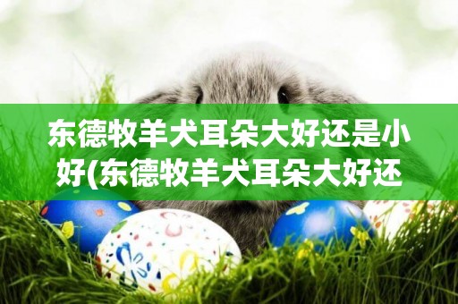 東德牧羊犬耳朵大好還是小好(東德牧羊犬耳朵大好還是小好圖片)