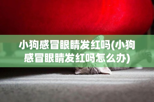 小狗感冒眼睛發紅嗎(小狗感冒眼睛發紅嗎怎么辦)