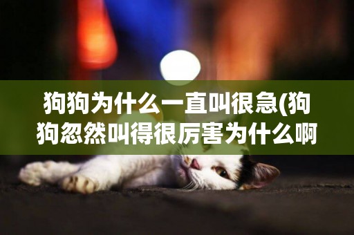 狗狗為什么一直叫很急(狗狗忽然叫得很厲害為什么啊)