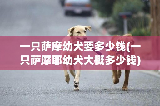 一只薩摩幼犬要多少錢(一只薩摩耶幼犬大概多少錢)