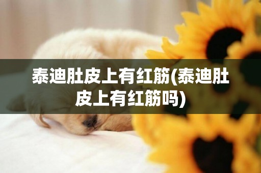 泰迪肚皮上有紅筋(泰迪肚皮上有紅筋嗎)
