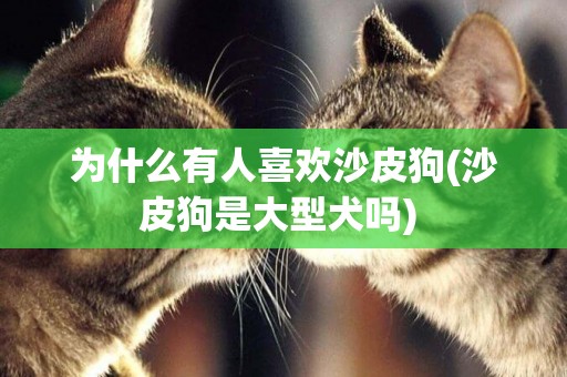 為什么有人喜歡沙皮狗(沙皮狗是大型犬嗎) 