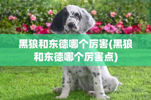 黑狼和東德哪個厲害(黑狼和東德哪個厲害點)