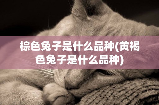 棕色兔子是什么品種(黃褐色兔子是什么品種)