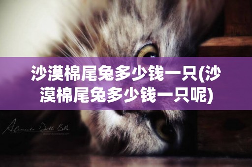 沙漠棉尾兔多少錢一只(沙漠棉尾兔多少錢一只呢)