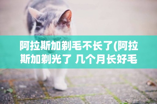 阿拉斯加剃毛不長了(阿拉斯加剃光了 幾個月長好毛)
