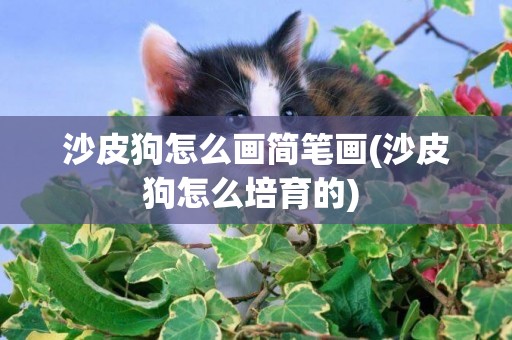 沙皮狗怎么畫簡筆畫(沙皮狗怎么培育的) 