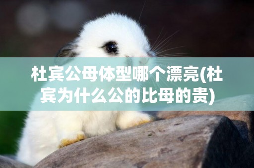 杜賓公母體型哪個漂亮(杜賓為什么公的比母的貴)