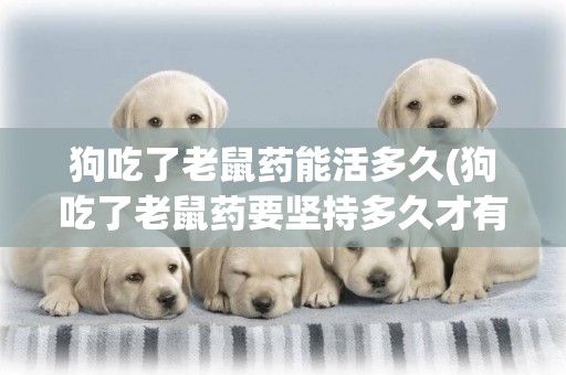 狗吃了老鼠藥能活多久(狗吃了老鼠藥要堅持多久才有用)