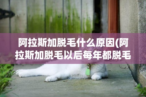 阿拉斯加脫毛什么原因(阿拉斯加脫毛以后每年都脫毛嗎)