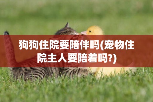 狗狗住院要陪伴嗎(寵物住院主人要陪著嗎?)