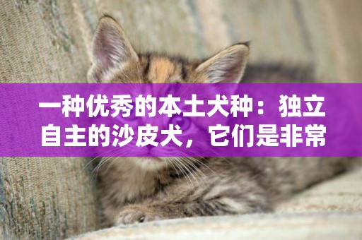 一種優秀的本土犬種：獨立自主的沙皮犬，它們是非常忠誠的家庭犬 