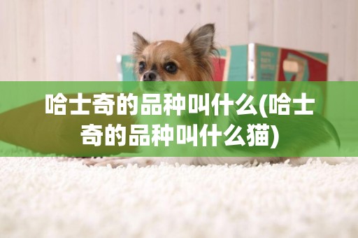 哈士奇的品種叫什么(哈士奇的品種叫什么貓)