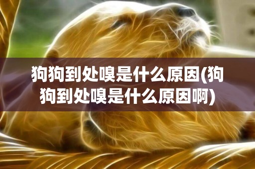 狗狗到處嗅是什么原因(狗狗到處嗅是什么原因啊)