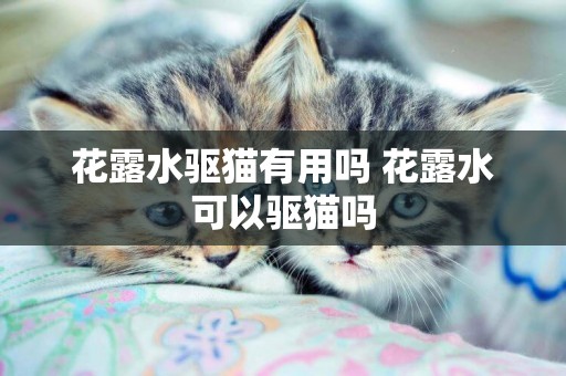 花露水驅貓有用嗎 花露水可以驅貓嗎