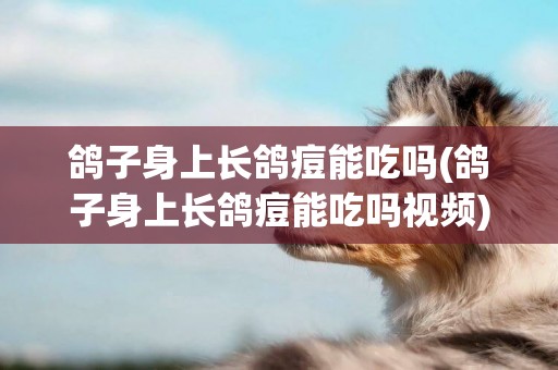 鴿子身上長鴿痘能吃嗎(鴿子身上長鴿痘能吃嗎視頻)