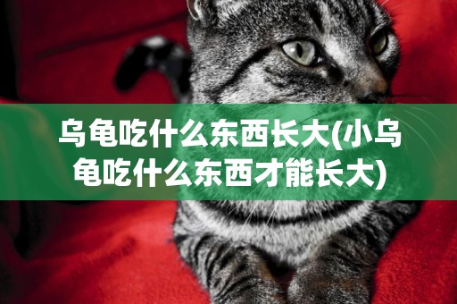 烏龜吃什么東西長大(小烏龜吃什么東西才能長大)