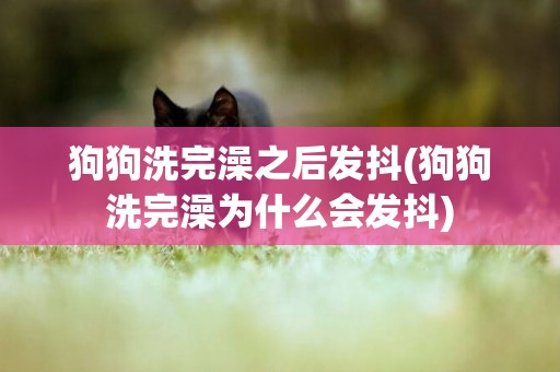 狗狗洗完澡之后發抖(狗狗洗完澡為什么會發抖)
