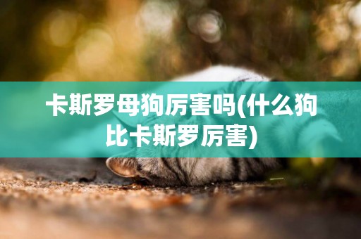 卡斯羅母狗厲害嗎(什么狗比卡斯羅厲害)