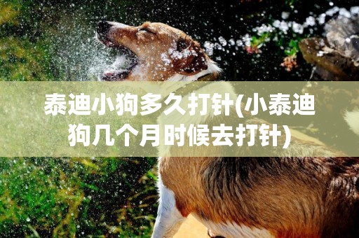 泰迪小狗多久打針(小泰迪狗幾個月時候去打針)