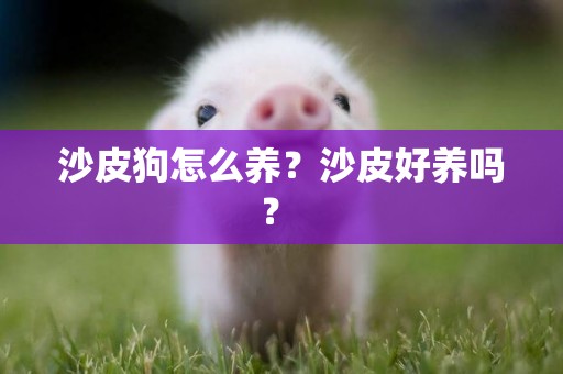 沙皮狗怎么養？沙皮好養嗎？ 