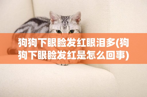 狗狗下眼瞼發紅眼淚多(狗狗下眼瞼發紅是怎么回事)