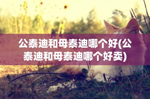 公泰迪和母泰迪哪個好(公泰迪和母泰迪哪個好賣)