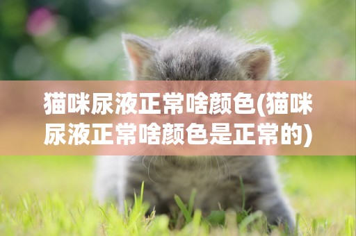 貓咪尿液正常啥顏色(貓咪尿液正常啥顏色是正常的)