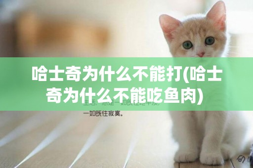 哈士奇為什么不能打(哈士奇為什么不能吃魚肉) 