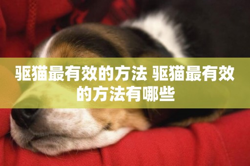 驅貓最有效的方法 驅貓最有效的方法有哪些