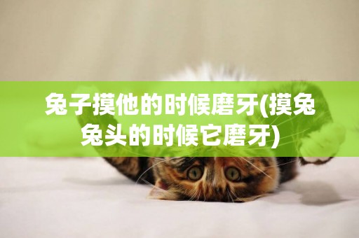 兔子摸他的時候磨牙(摸兔兔頭的時候它磨牙)