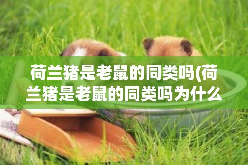 荷蘭豬是老鼠的同類嗎(荷蘭豬是老鼠的同類嗎為什么)