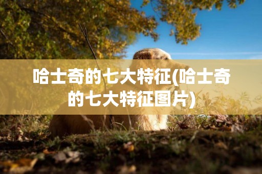 哈士奇的七大特征(哈士奇的七大特征圖片)