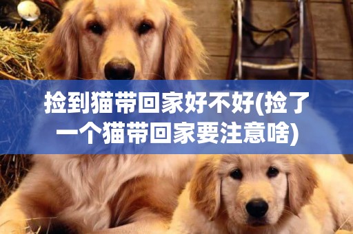 撿到貓帶回家好不好(撿了一個貓帶回家要注意啥)