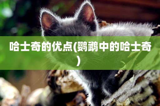 哈士奇的優點(鸚鵡中的哈士奇) 