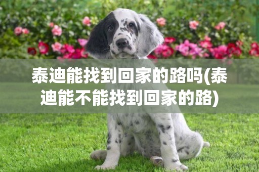 泰迪能找到回家的路嗎(泰迪能不能找到回家的路)