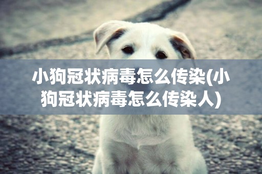 小狗冠狀病毒怎么傳染(小狗冠狀病毒怎么傳染人)