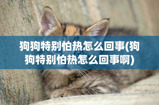 狗狗特別怕熱怎么回事(狗狗特別怕熱怎么回事啊)