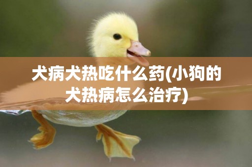 犬病犬熱吃什么藥(小狗的犬熱病怎么治療)