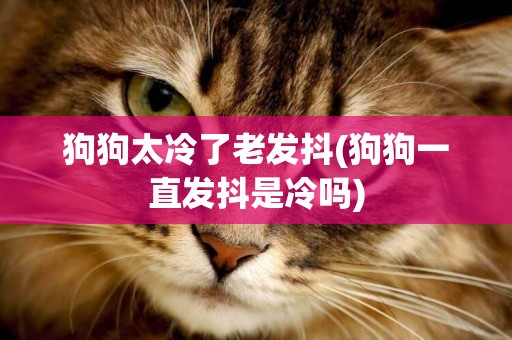 狗狗太冷了老發抖(狗狗一直發抖是冷嗎)