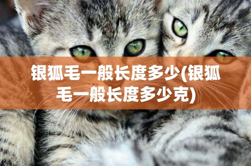 銀狐毛一般長度多少(銀狐毛一般長度多少克)