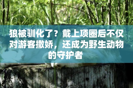 狼被馴化了？戴上項圈后不僅對游客撒嬌，還成為野生動物的守護者 