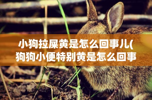 小狗拉屎黃是怎么回事兒(狗狗小便特別黃是怎么回事)