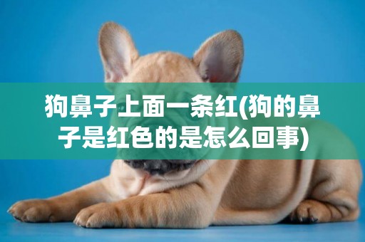 狗鼻子上面一條紅(狗的鼻子是紅色的是怎么回事)